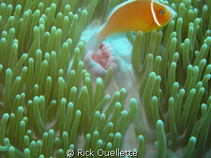 Beautifull Anemone and host fish. What a great place Pala... by Rick Ouellette 
